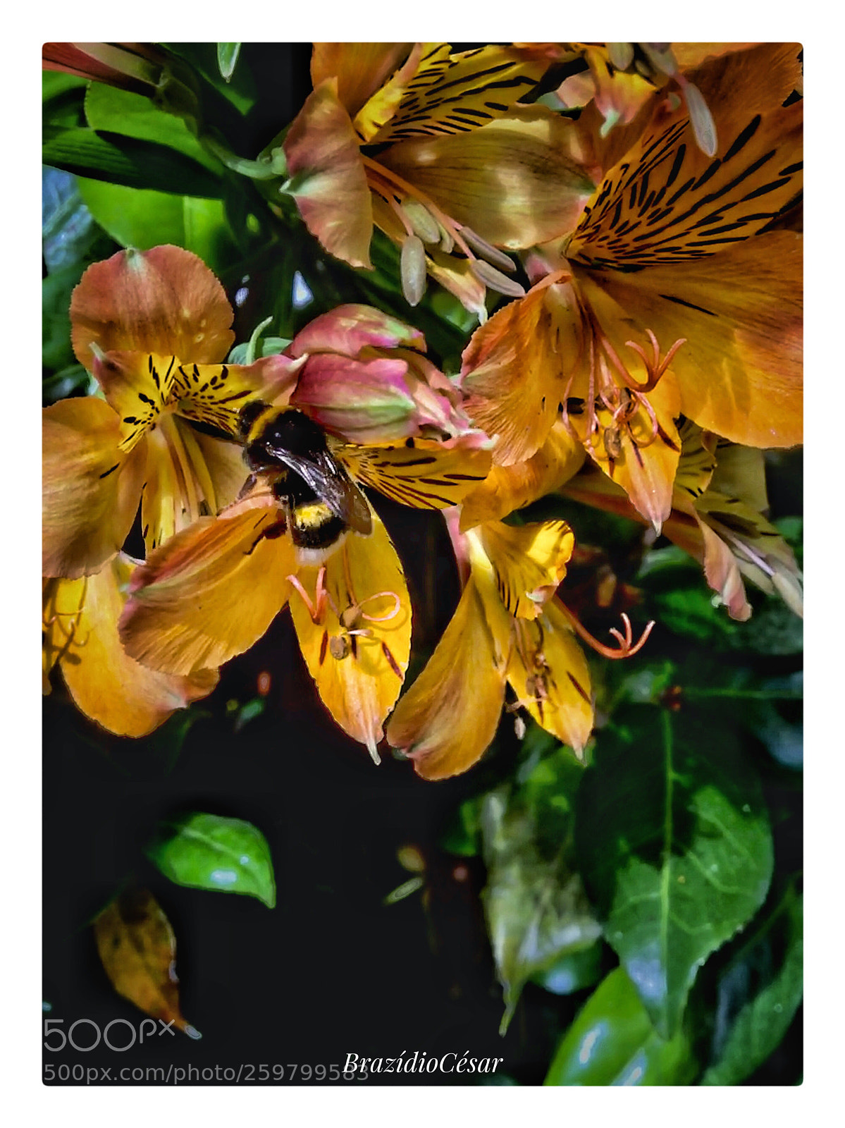 Apple iPhone 6s sample photo. Untitled photography