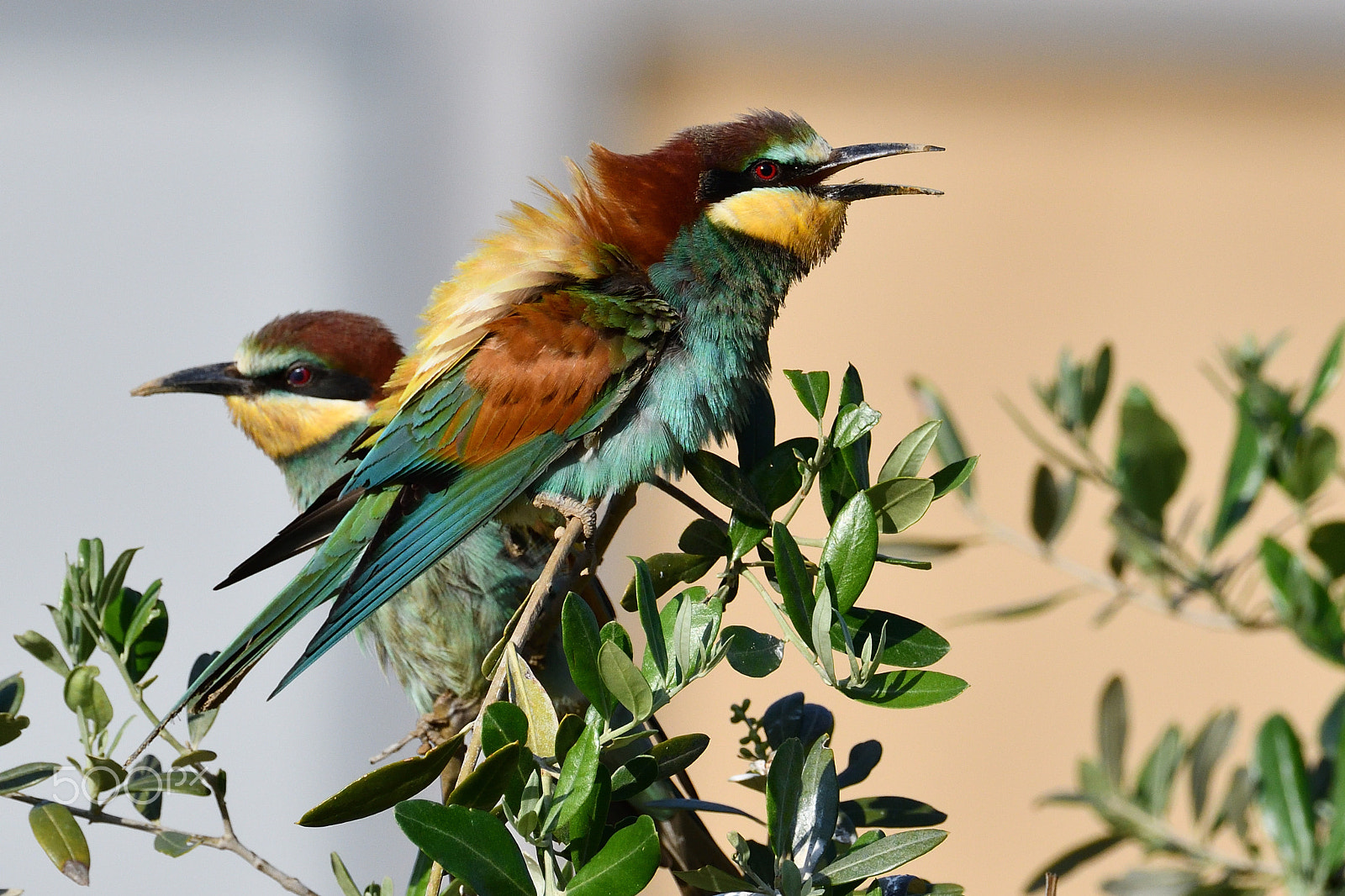 Nikon AF-S Nikkor 200-500mm F5.6E ED VR sample photo. ...spettinato photography