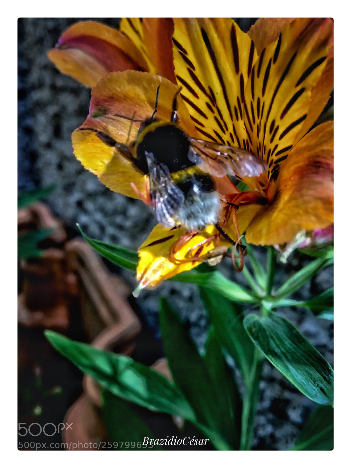 Apple iPhone 6s sample photo. Untitled photography
