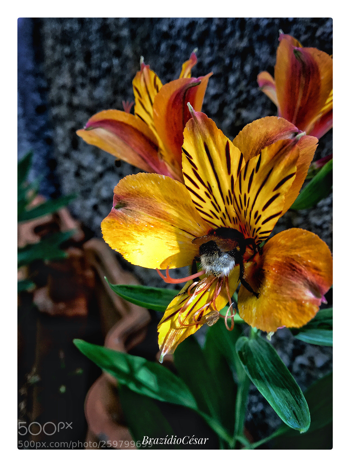 Apple iPhone 6s sample photo. Untitled photography