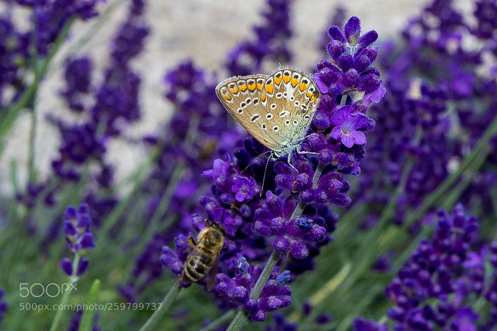 Canon EOS 600D (Rebel EOS T3i / EOS Kiss X5) sample photo. Butterfly photography