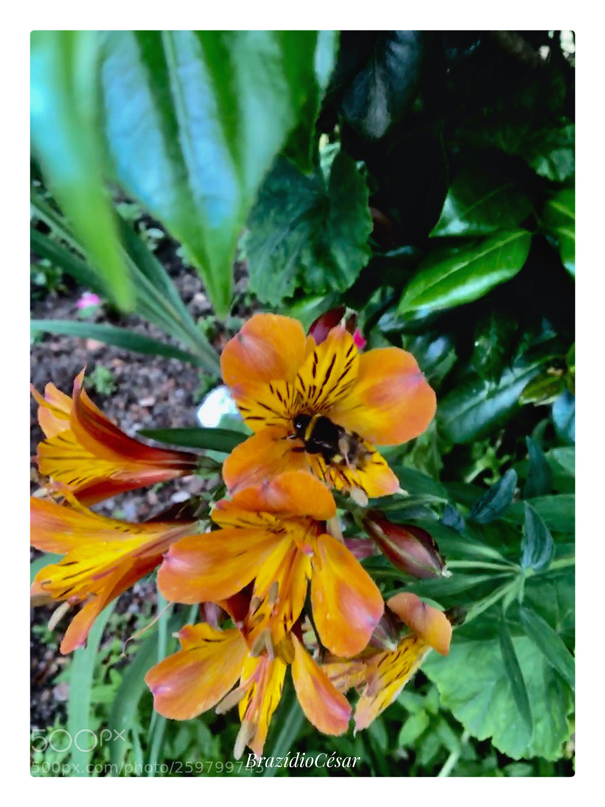 Apple iPhone 6s sample photo. Untitled photography