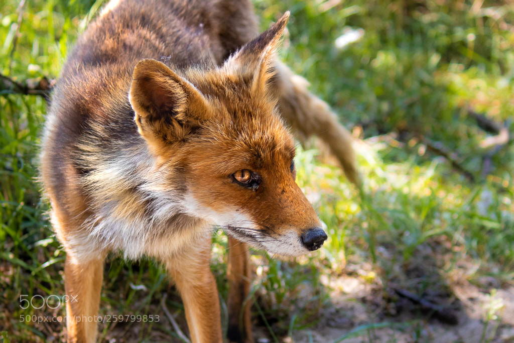 Canon EOS 750D (EOS Rebel T6i / EOS Kiss X8i) sample photo. Fox photography
