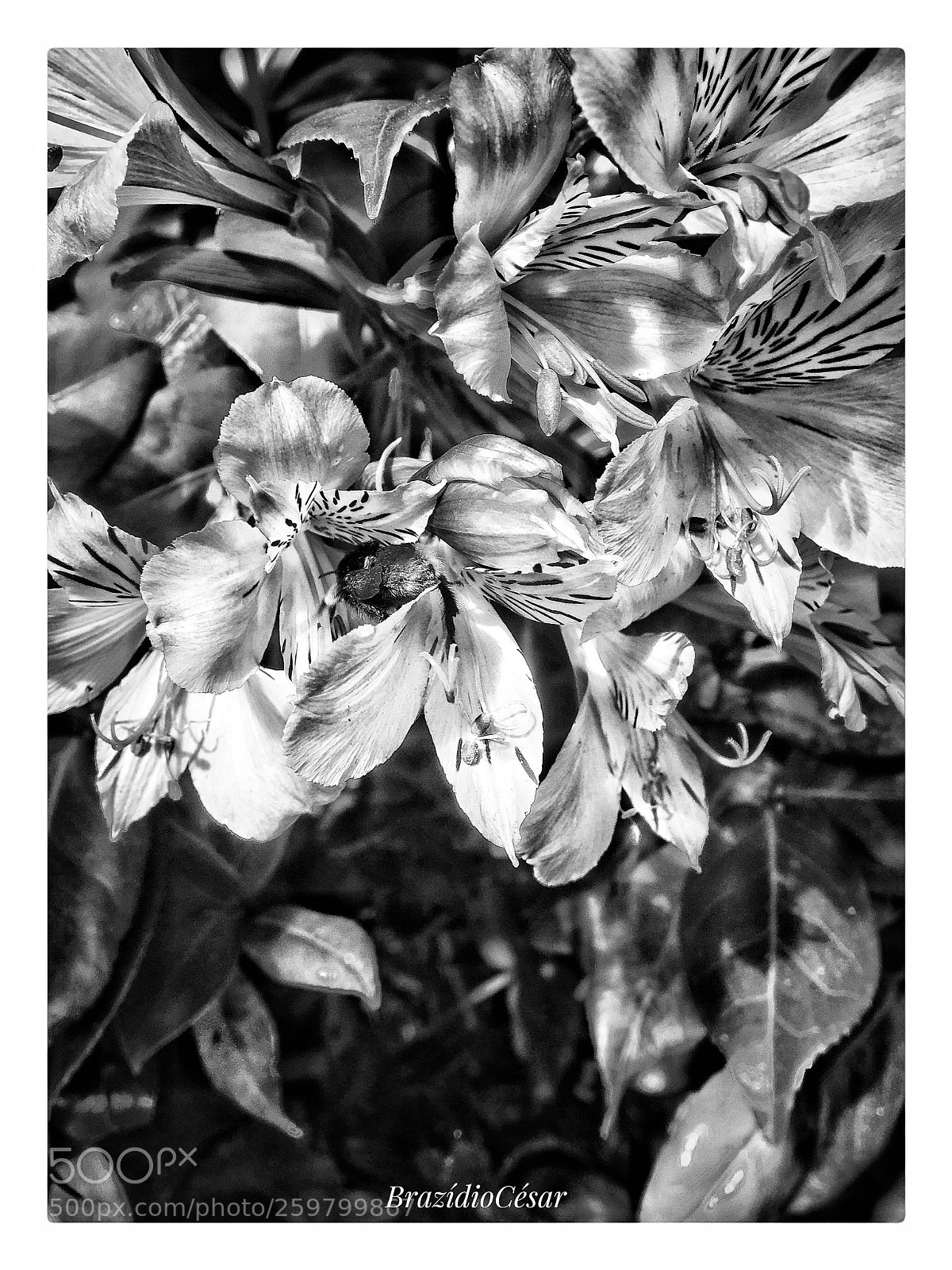 Apple iPhone 6s sample photo. Untitled photography