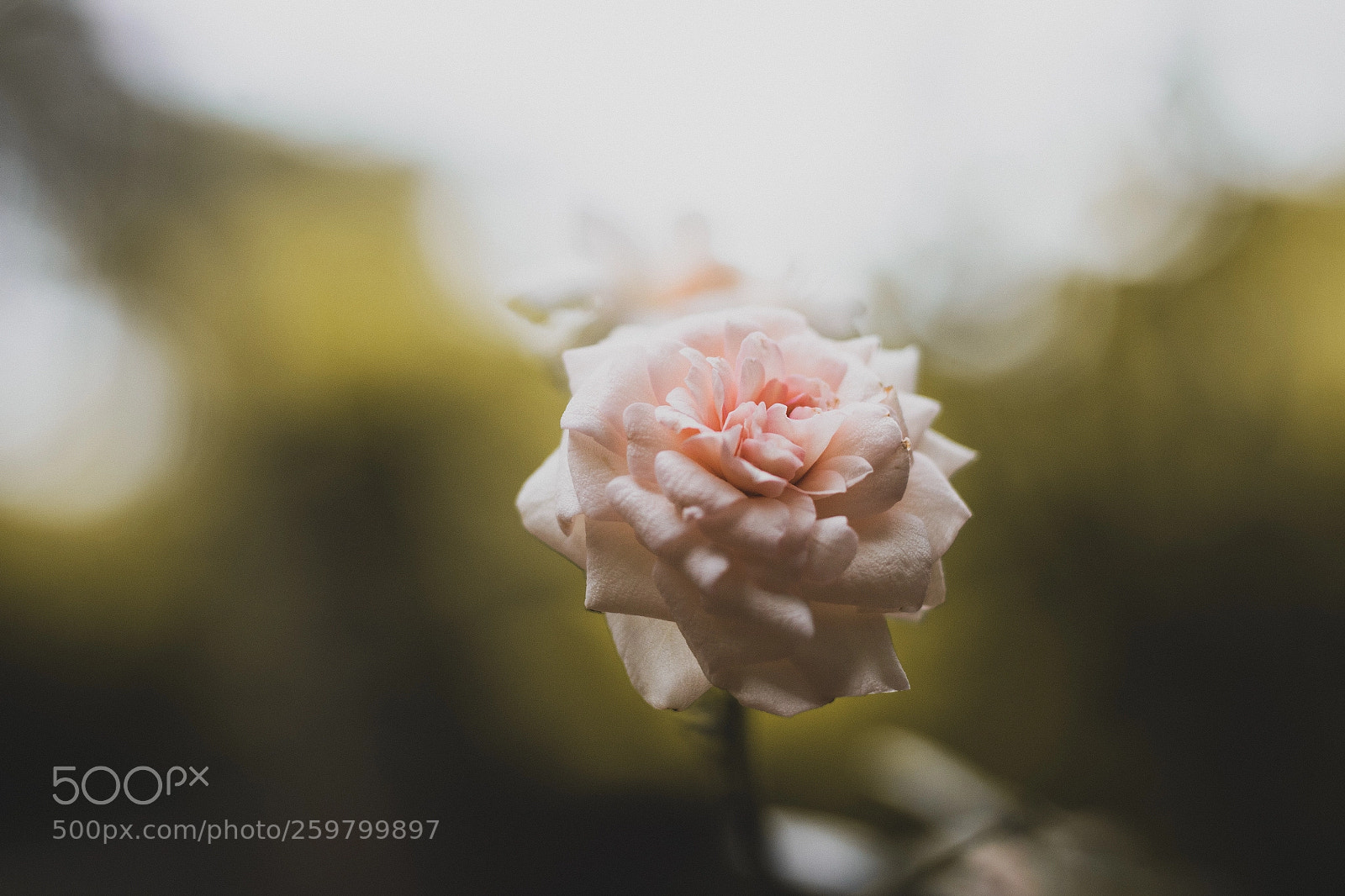 Canon EOS 1300D (EOS Rebel T6 / EOS Kiss X80) sample photo. White rose in the photography