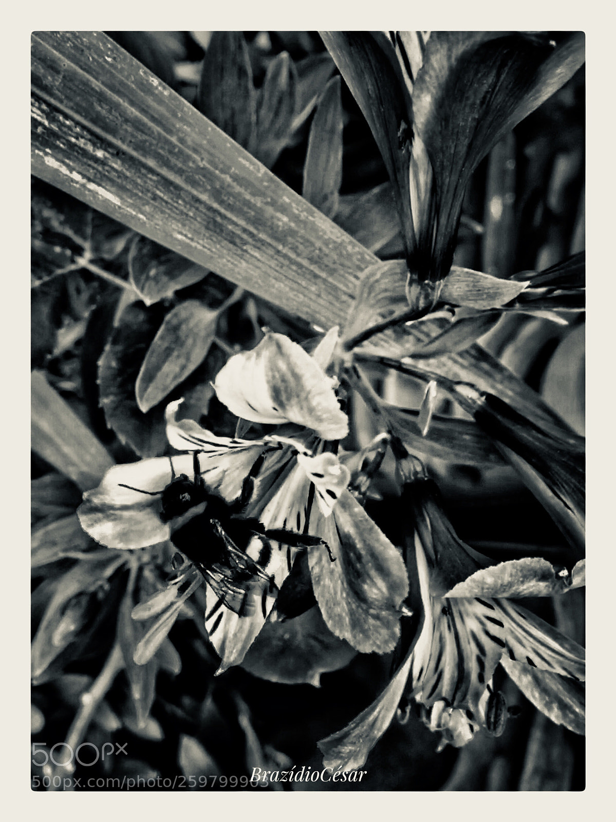 Apple iPhone 6s sample photo. Untitled photography
