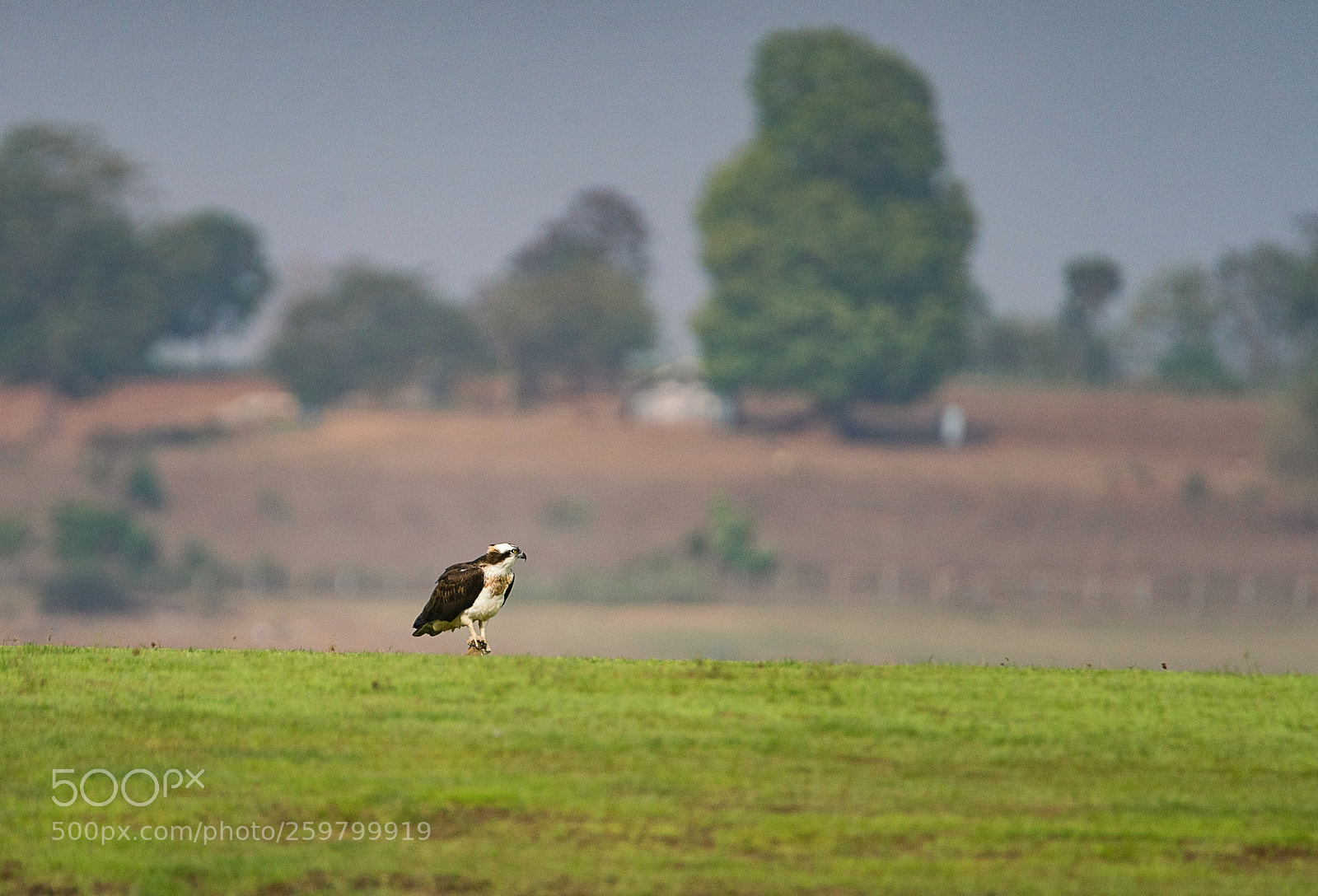 Sony a99 II sample photo. Osprey at ground level photography