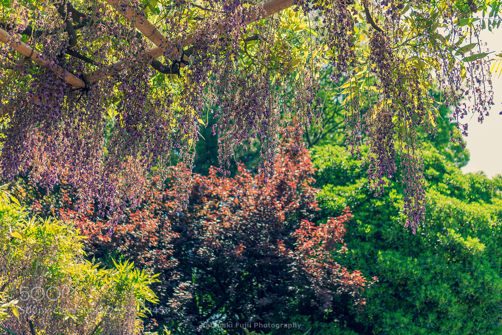 Olympus OM-D E-M1 sample photo. Purple,orange,green photography