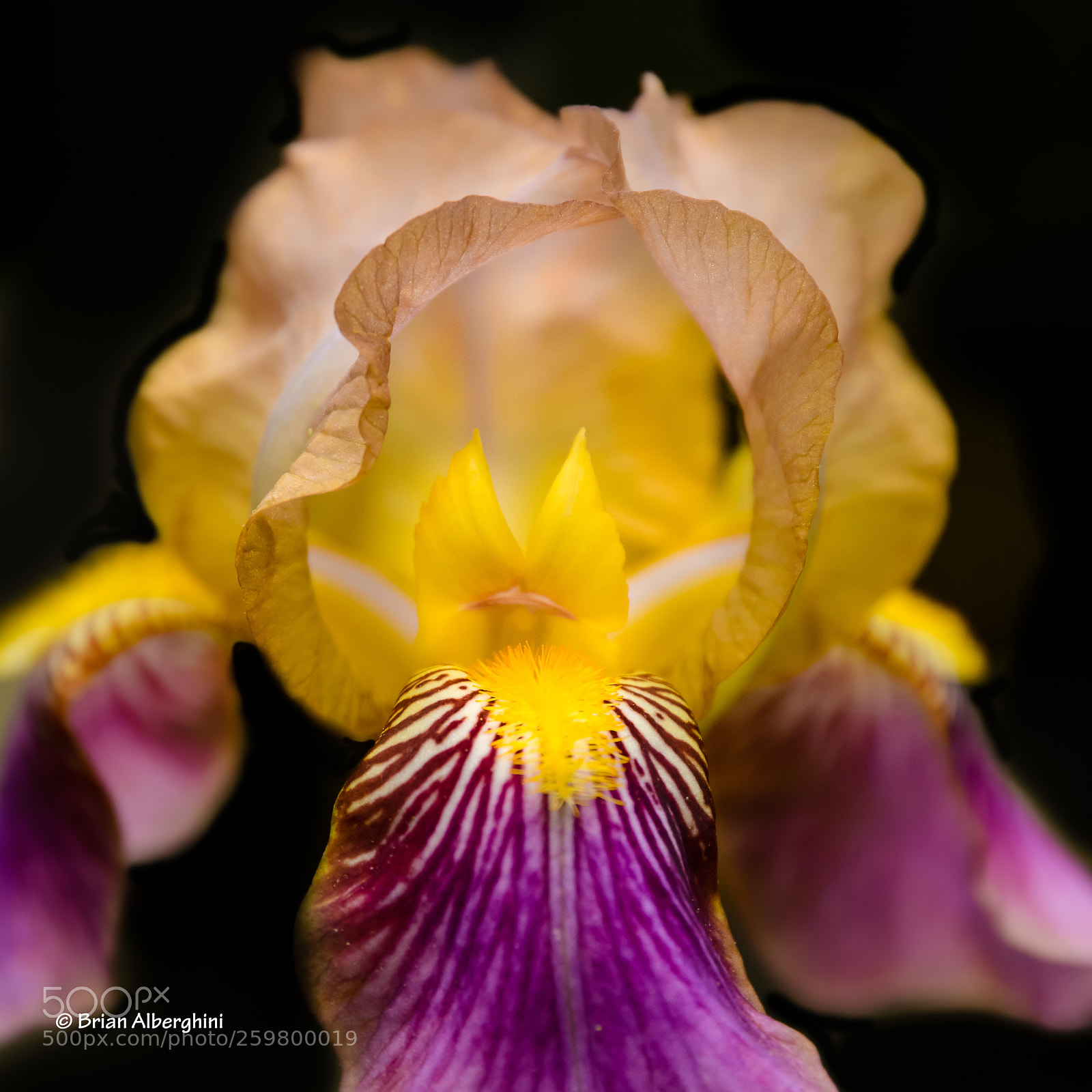 Nikon D7100 sample photo. An iris photography