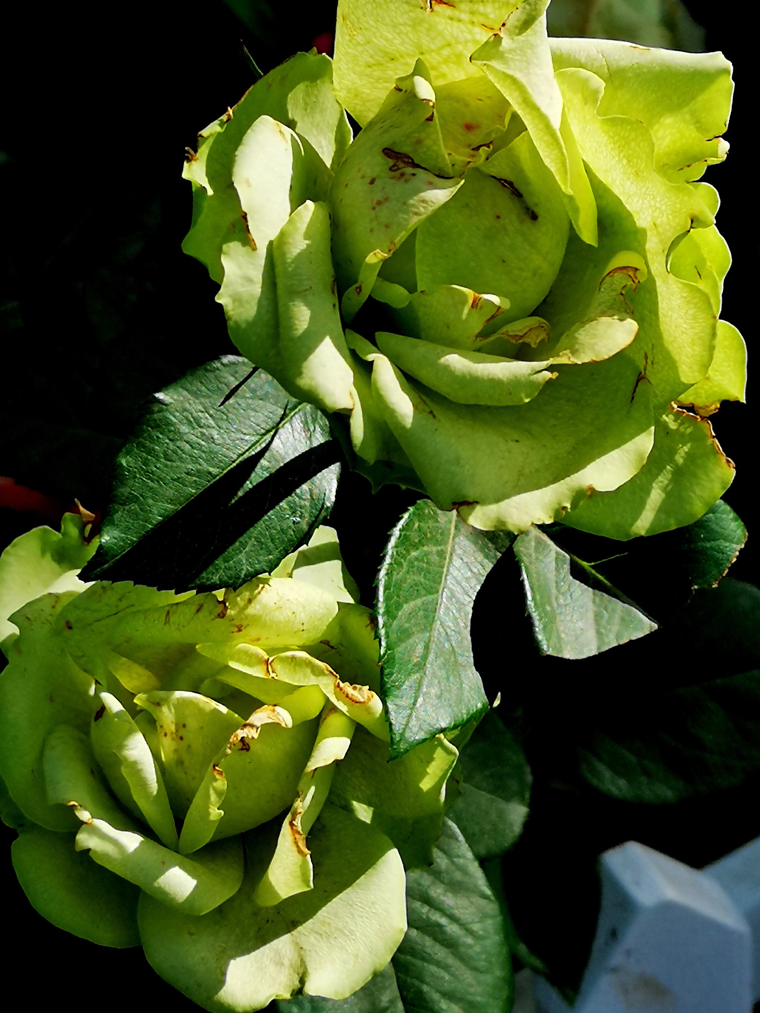 HUAWEI P20 Pro sample photo. 绿蔷薇 photography