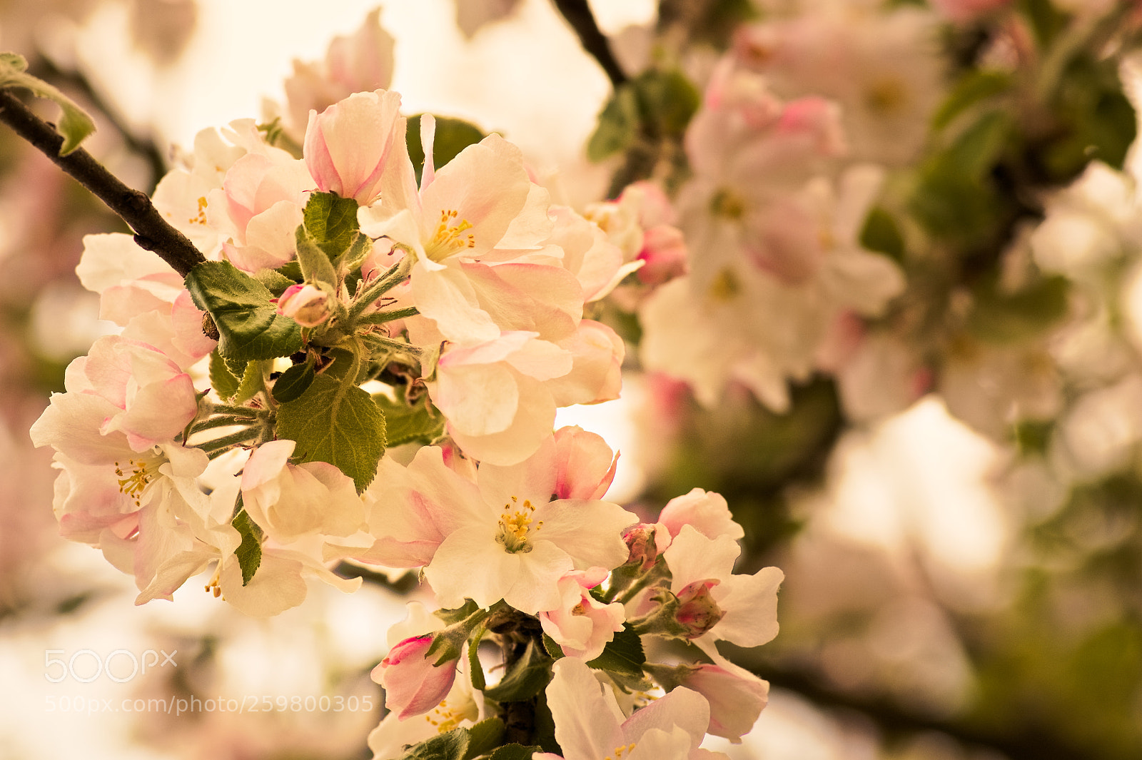 Nikon D7500 sample photo. Finally spring photography