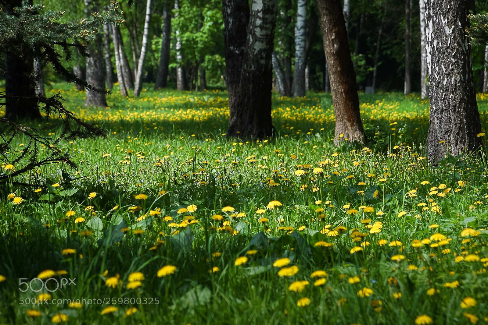 Sony SLT-A68 sample photo. Yellow dandellions photography