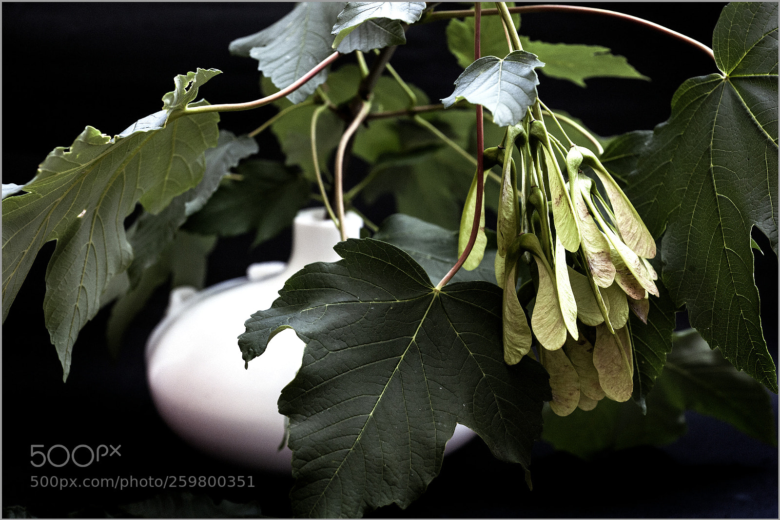 Nikon D700 sample photo. *** photography