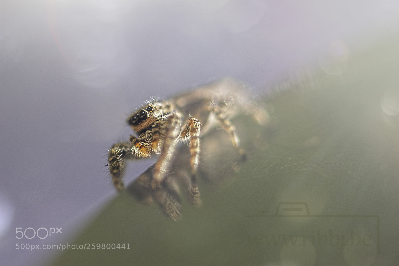 Nikon D800 sample photo. Jumper photography