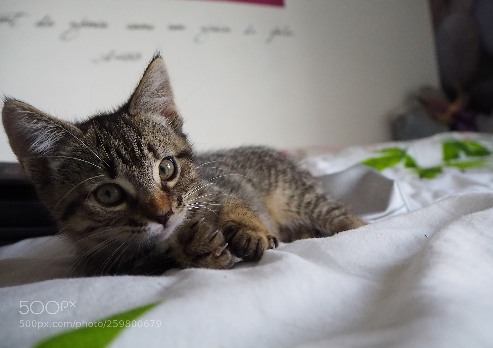 Olympus OM-D E-M10 II sample photo. Hey you! photography