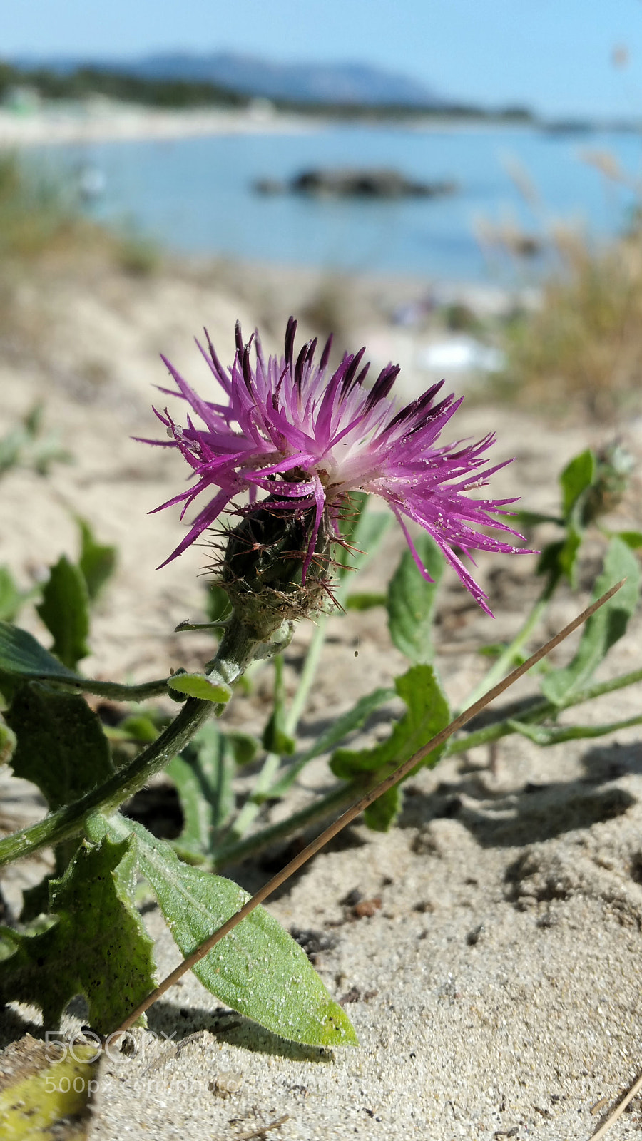 Samsung Galaxy Note4 sample photo. Wild flower photography