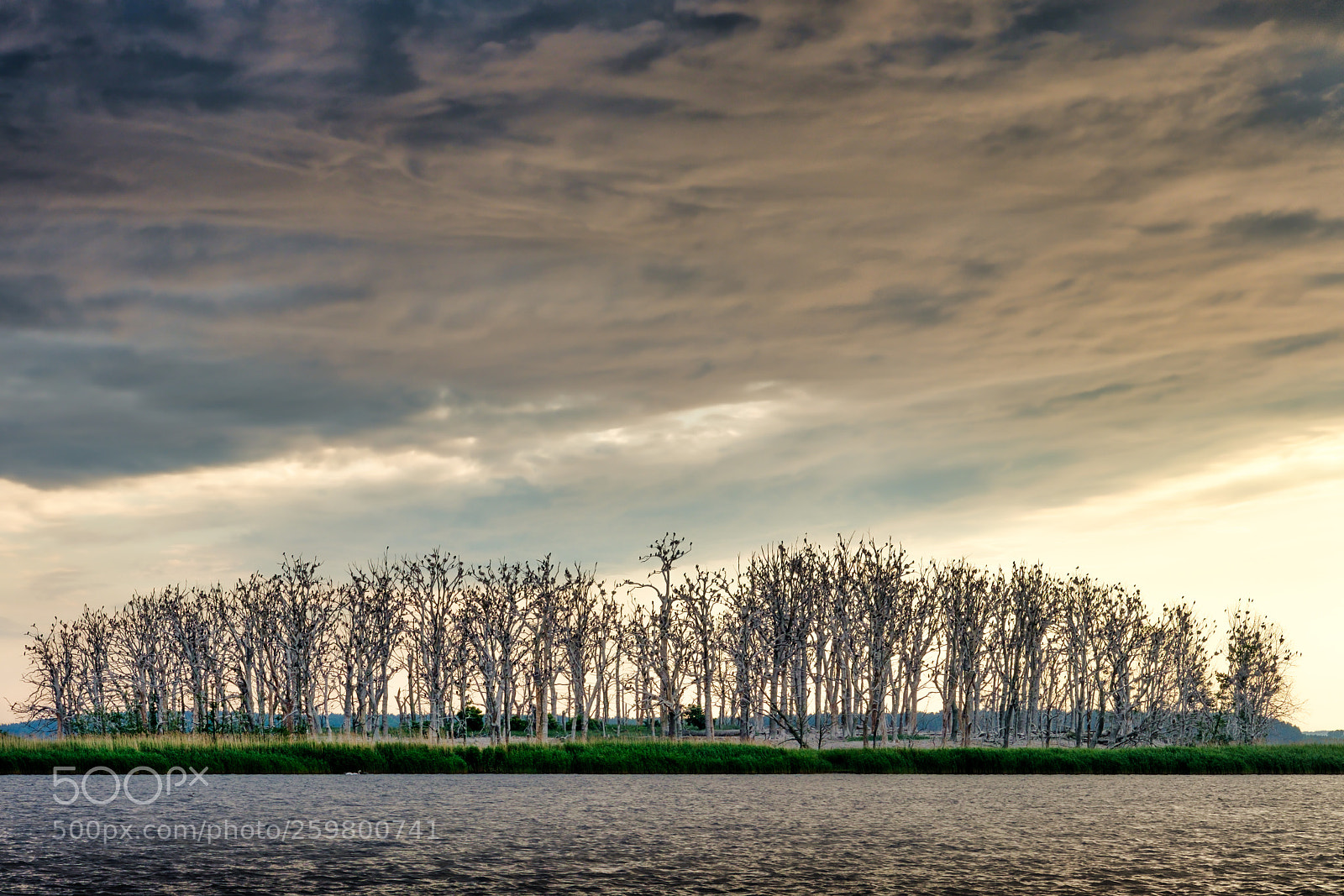 Fujifilm X-T2 sample photo. Cormorants island photography