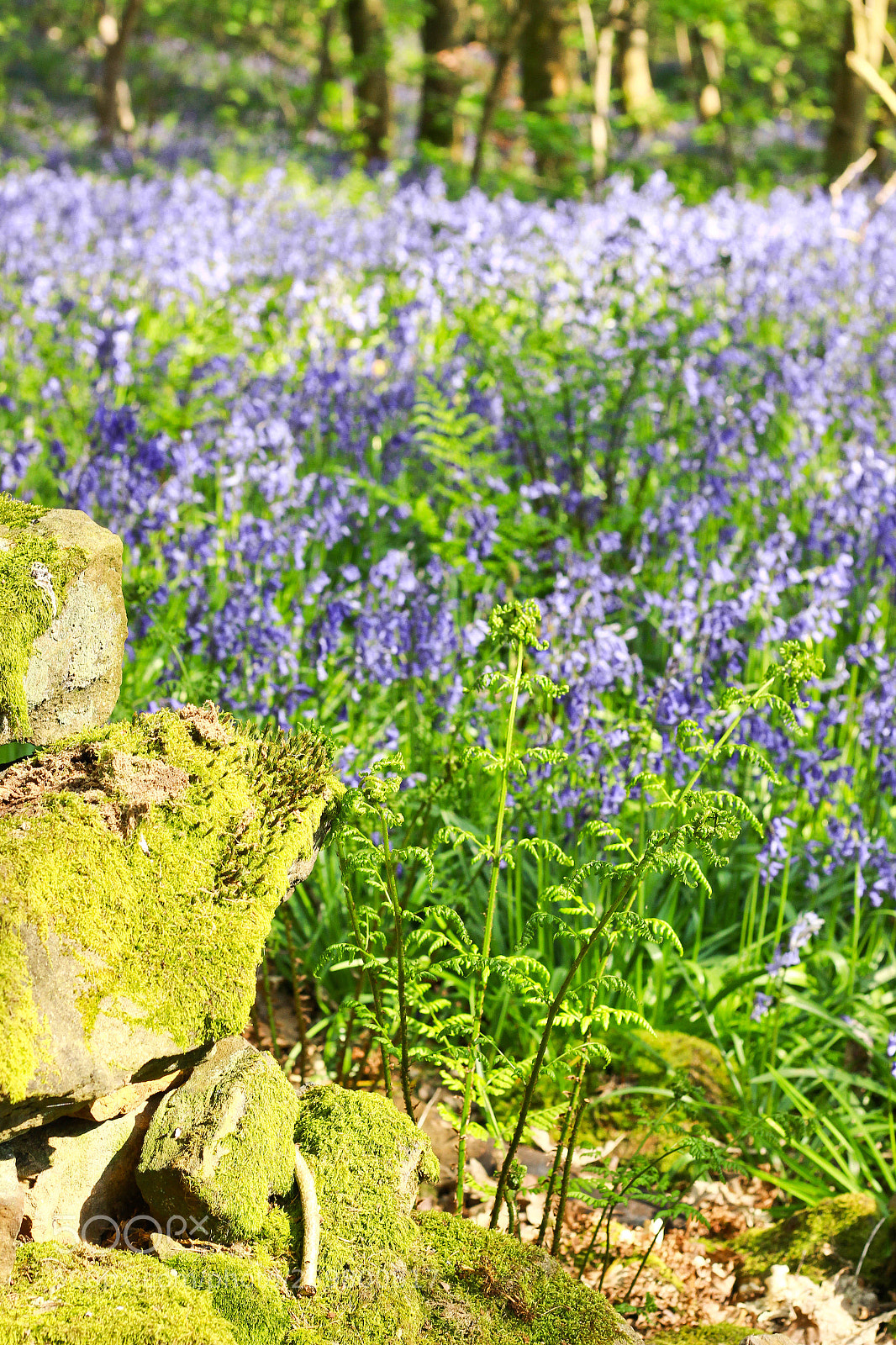 Canon EOS 600D (Rebel EOS T3i / EOS Kiss X5) sample photo. Bluebell woods photography