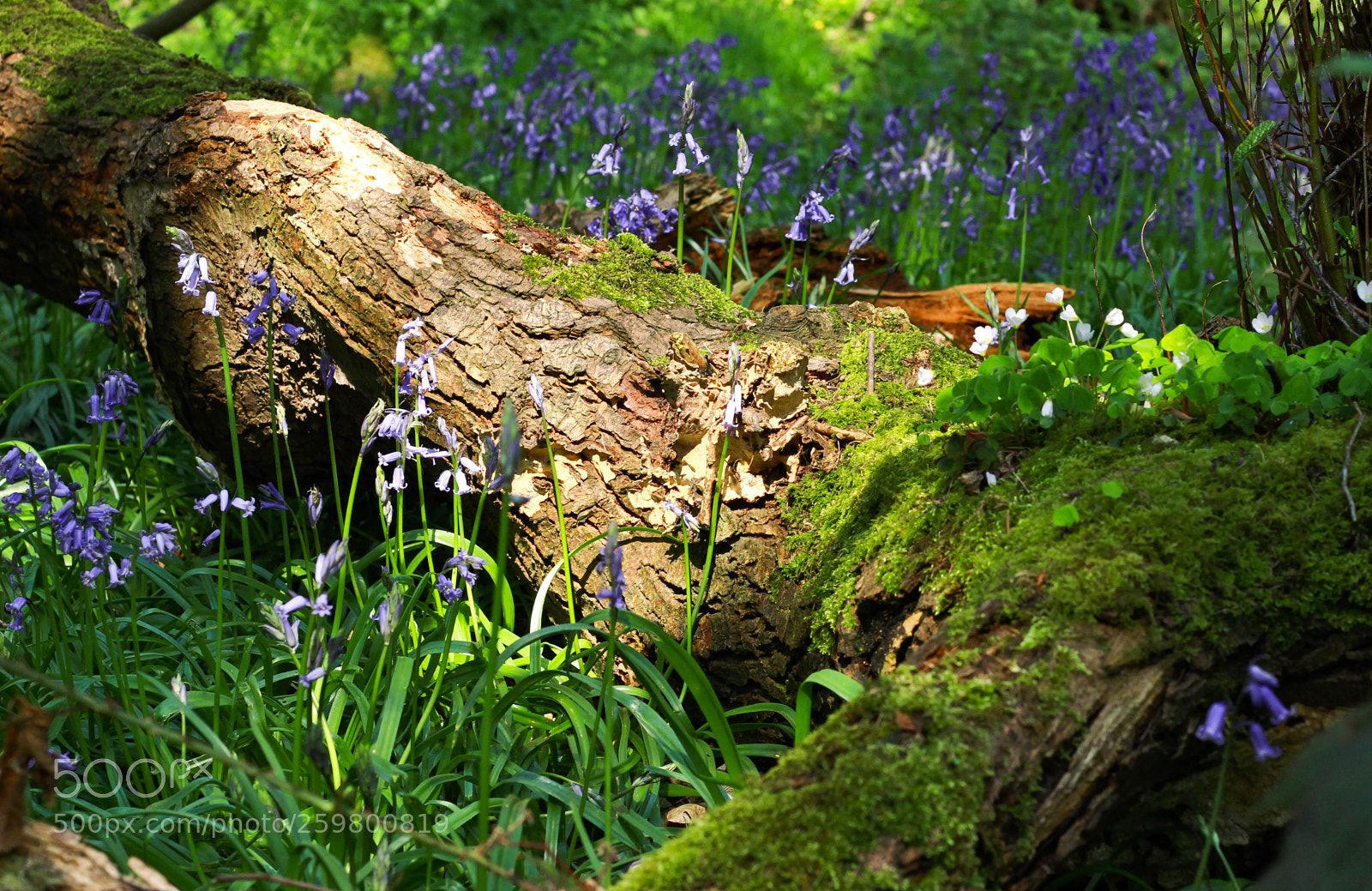 Canon EOS 600D (Rebel EOS T3i / EOS Kiss X5) sample photo. Bluebell woods photography