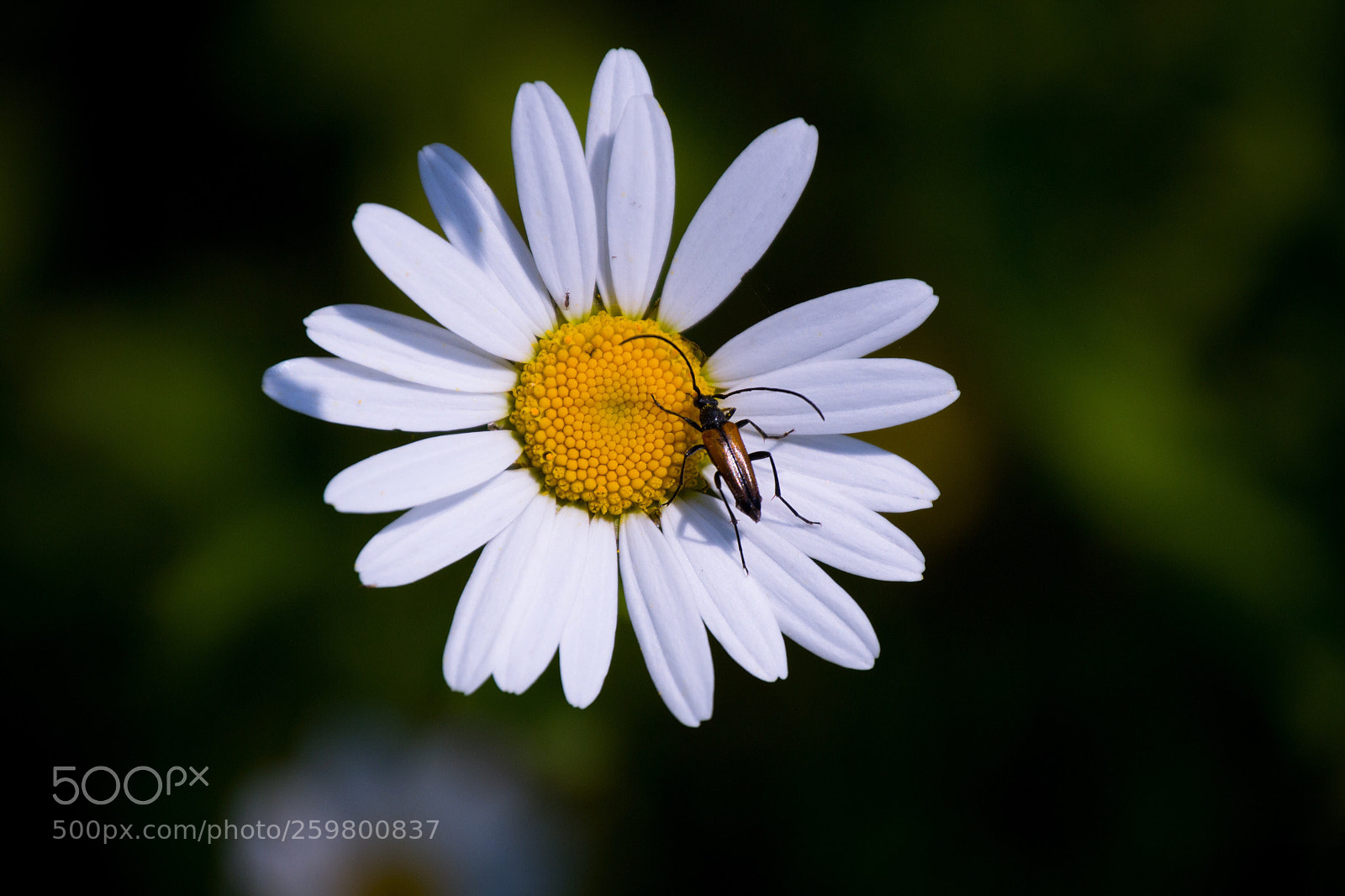 Nikon D3100 sample photo. Bug photography