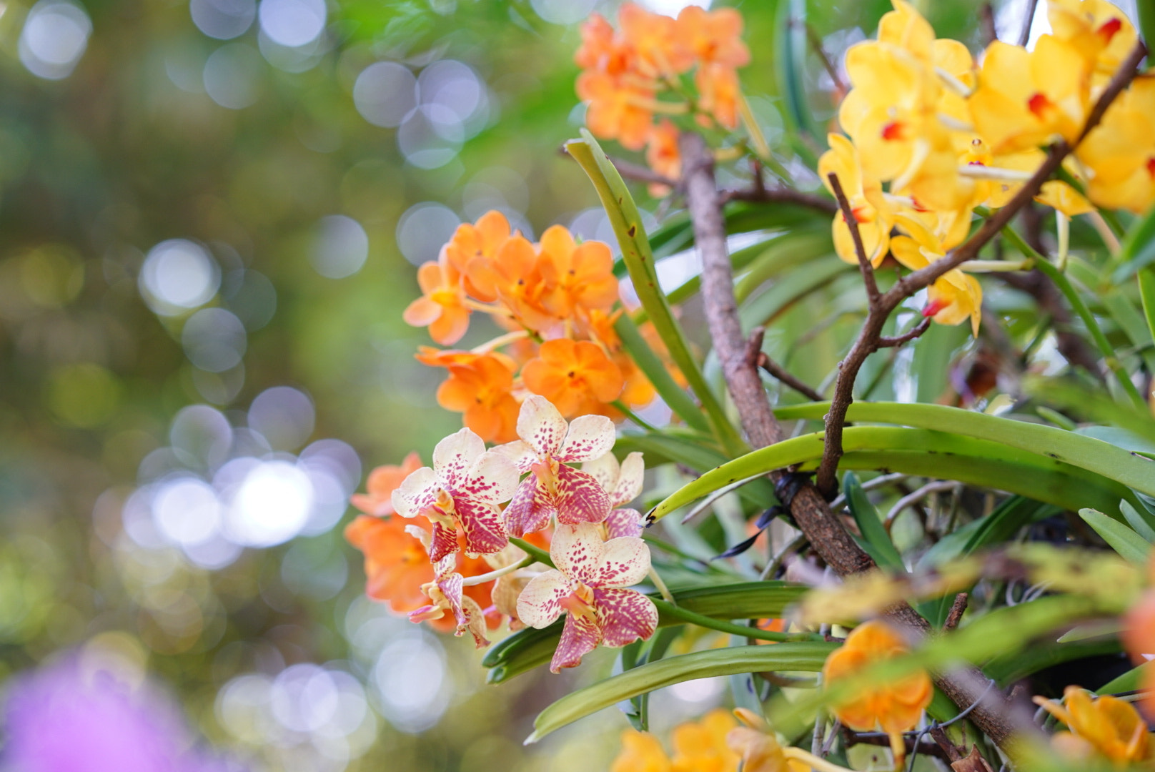 Sony FE 85mm F1.4 GM sample photo