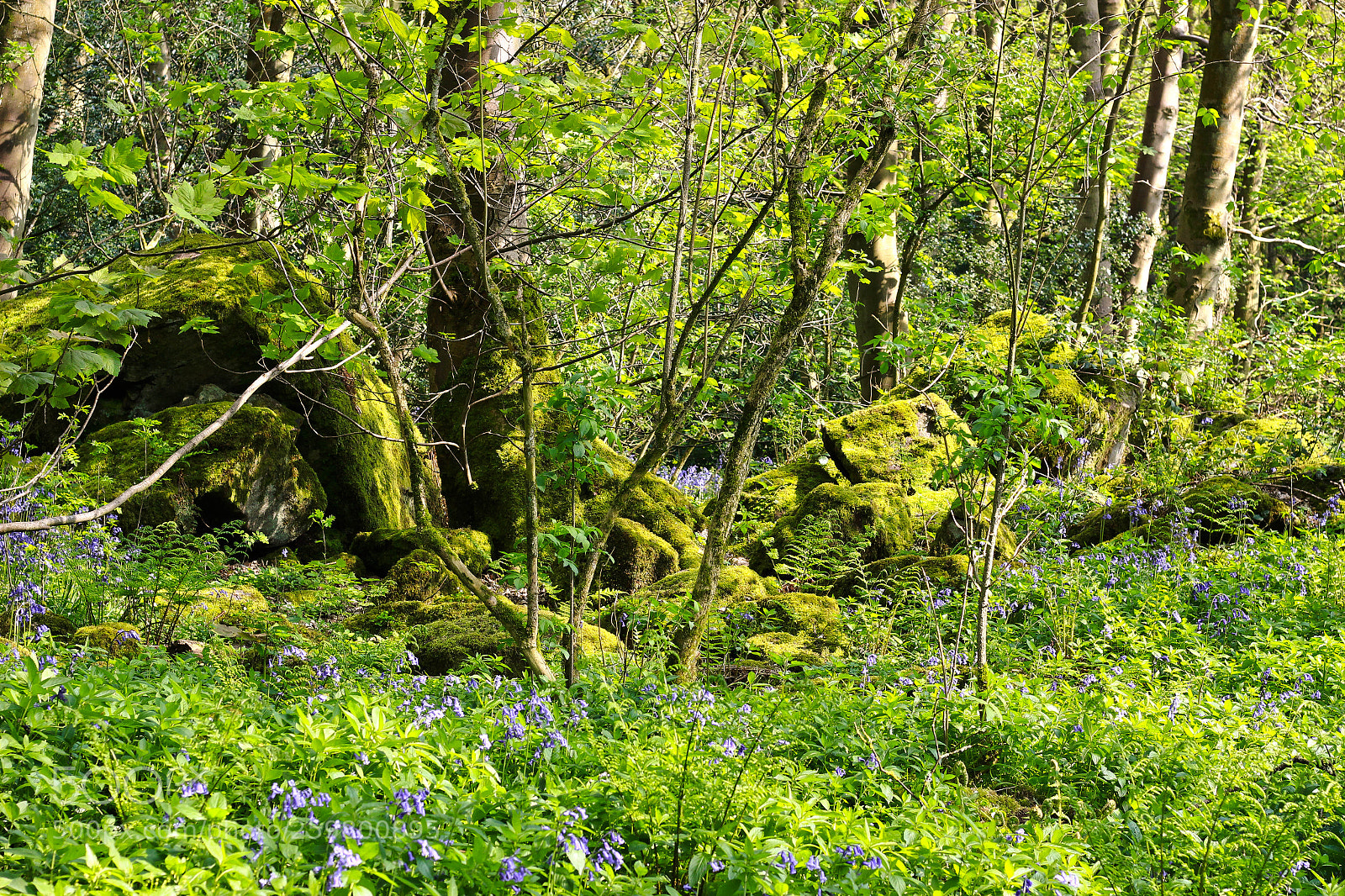 Canon EOS 600D (Rebel EOS T3i / EOS Kiss X5) sample photo. Bluebell woods photography