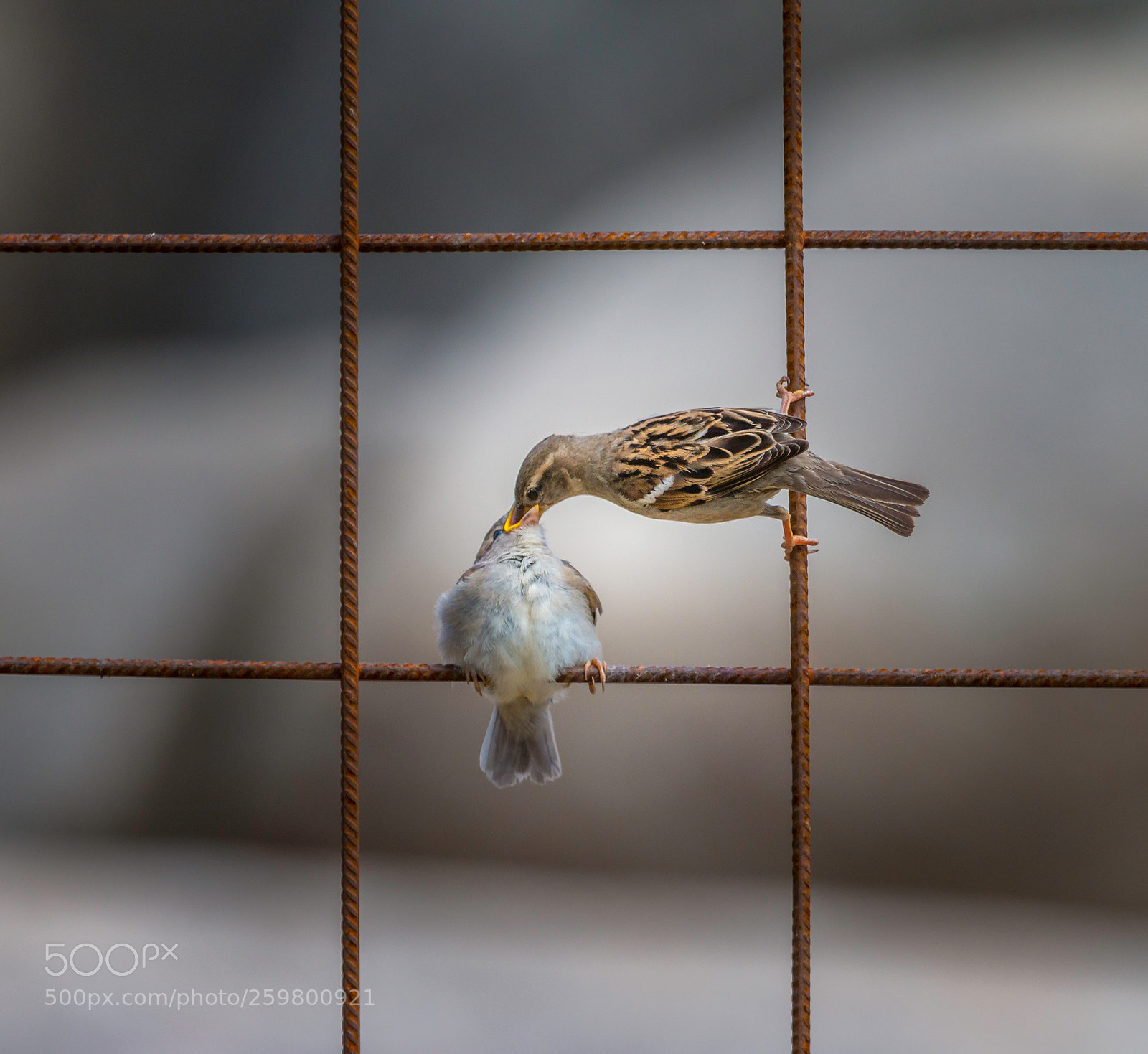 Canon EOS 70D sample photo. Sparrows photography