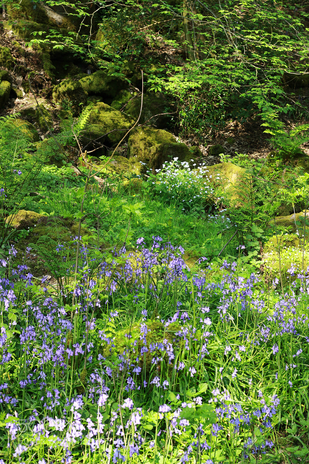 Canon EOS 600D (Rebel EOS T3i / EOS Kiss X5) sample photo. Bluebell woods photography