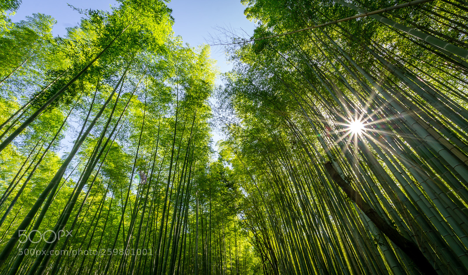 Sony a6000 sample photo. Bamboo forest of saga photography