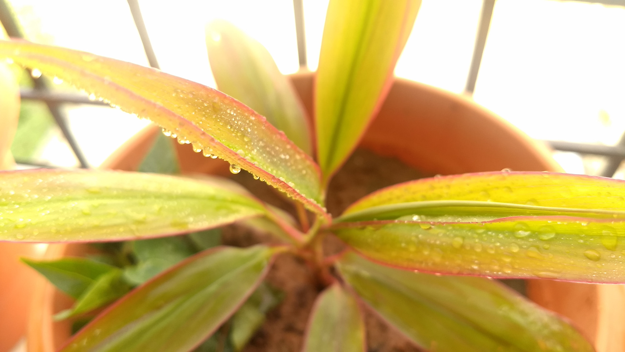 Motorola Moto G (5) Plus sample photo