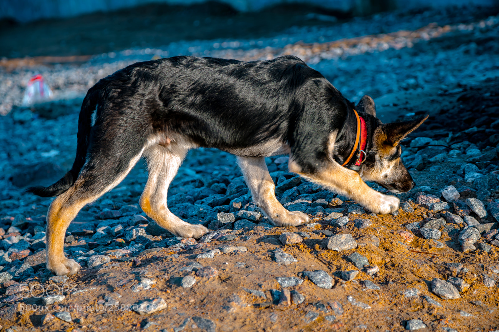 Sony a7 sample photo. Puppy of eastern european photography