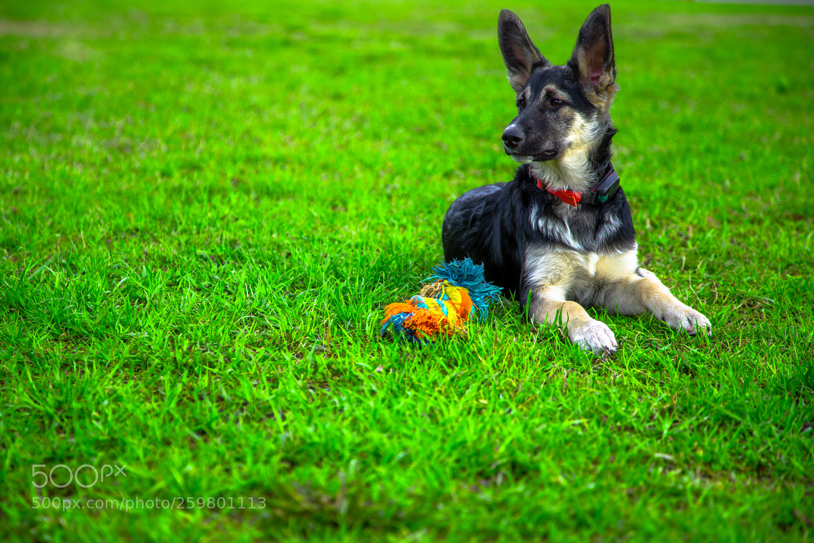 Sony a7 sample photo. Puppy of eastern european photography