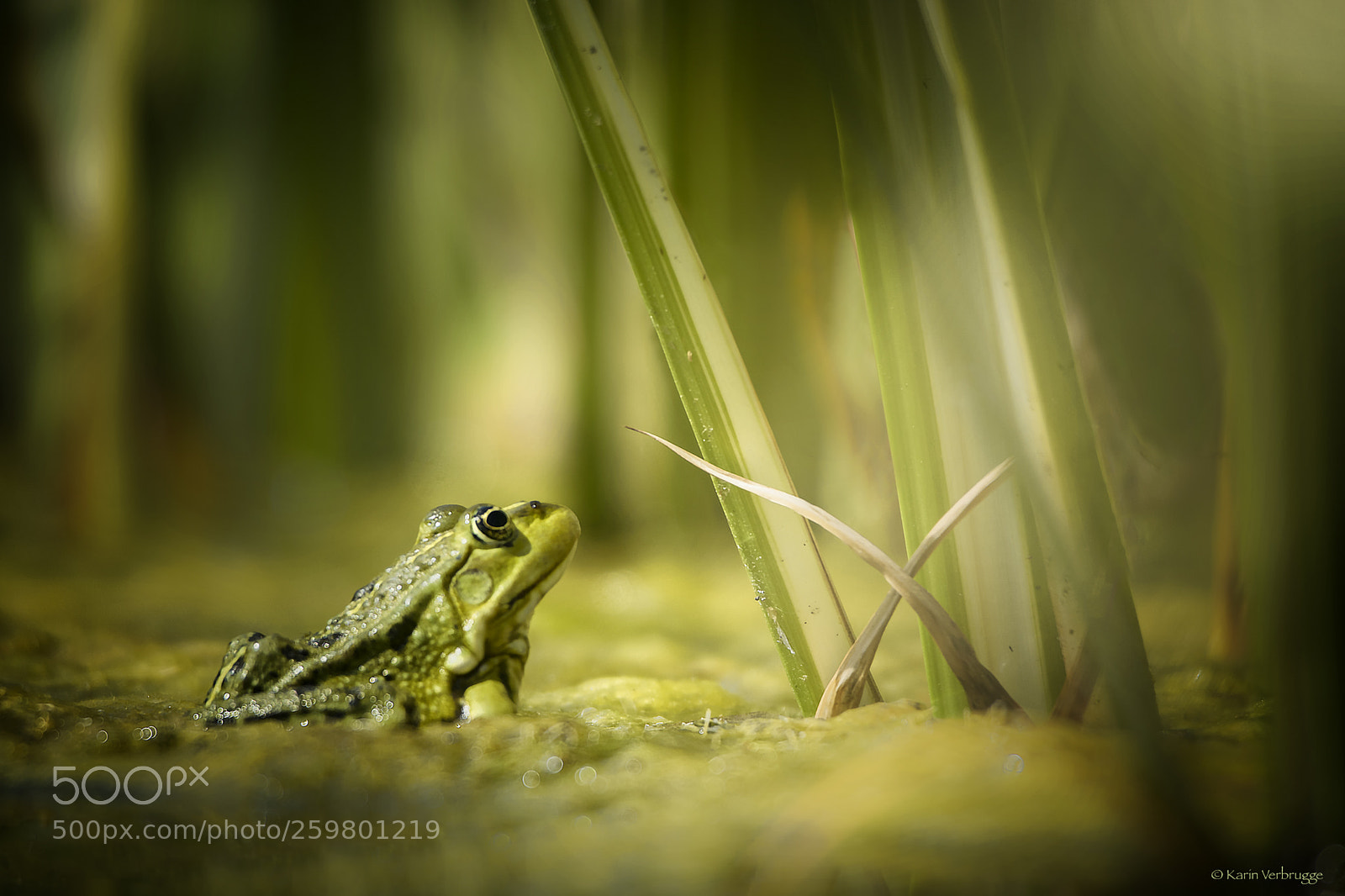 Nikon D5300 sample photo. Kermit the frog photography