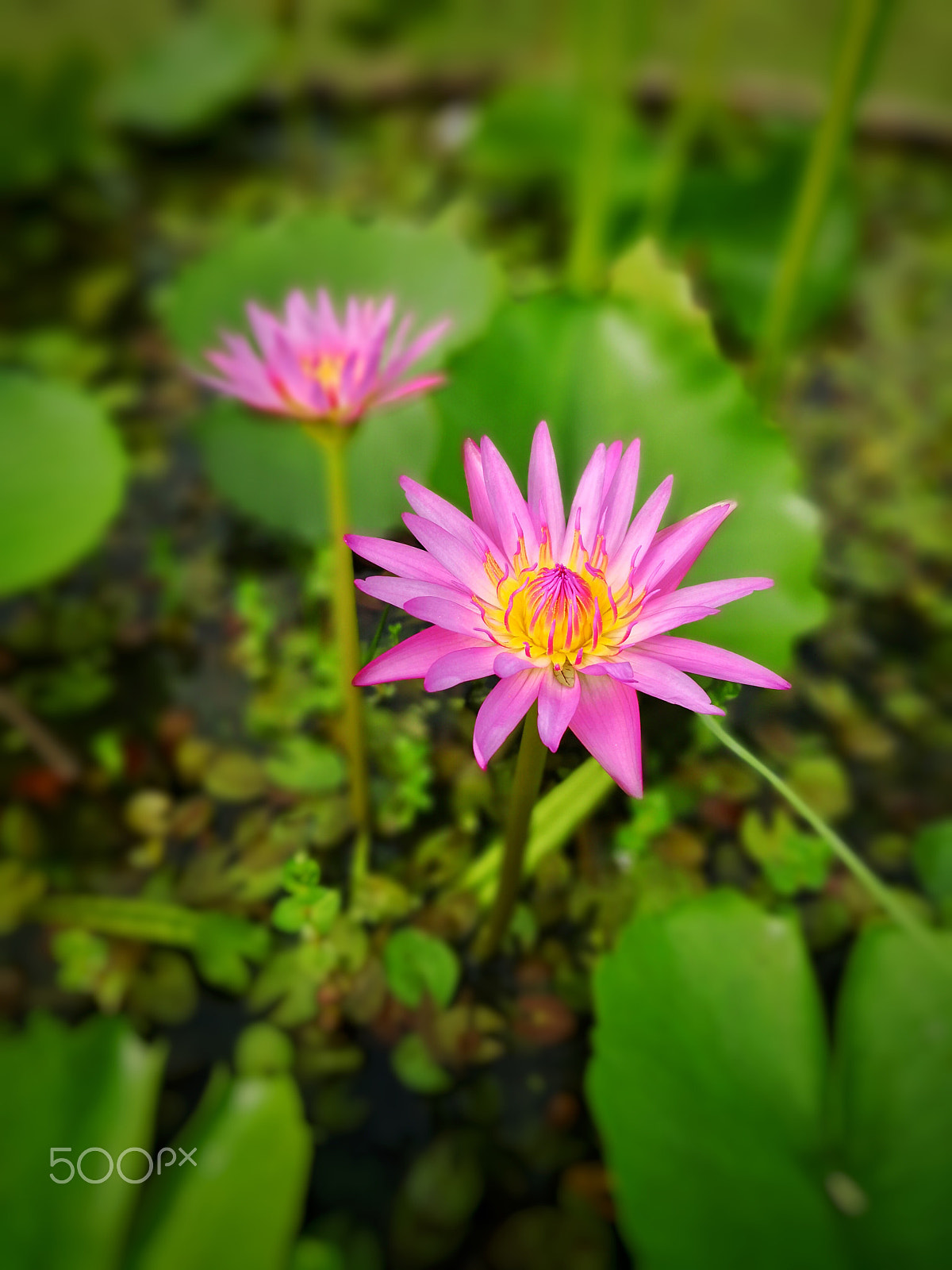 HUAWEI Mate 10 sample photo. Little water lily... photography