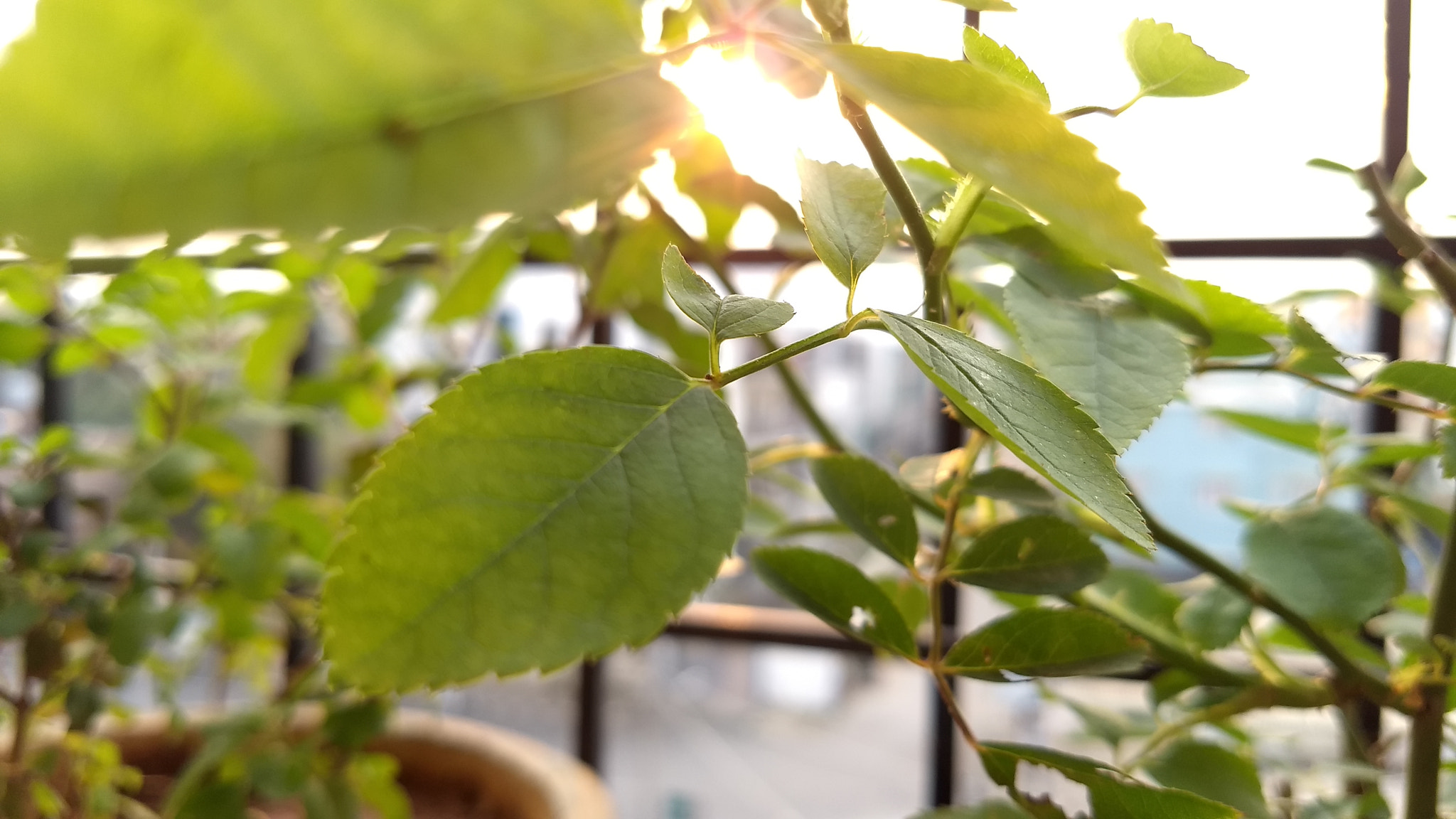 Motorola Moto G (5) Plus sample photo