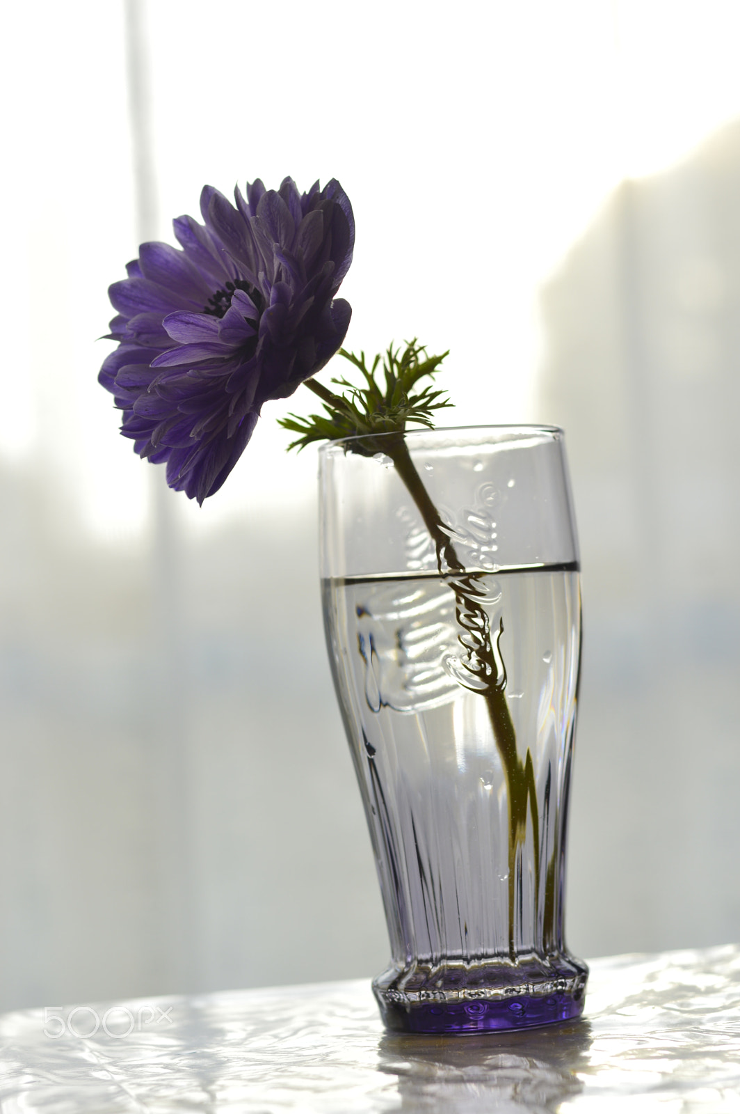 AF Micro-Nikkor 55mm f/2.8 sample photo. Spring nature......anemone photography