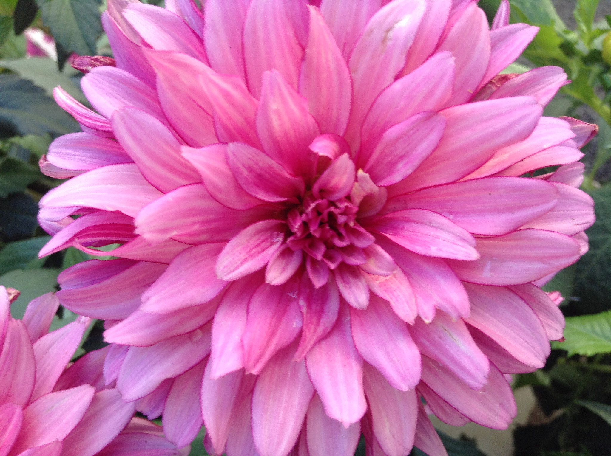 Apple iPod touch sample photo. Flower  photography