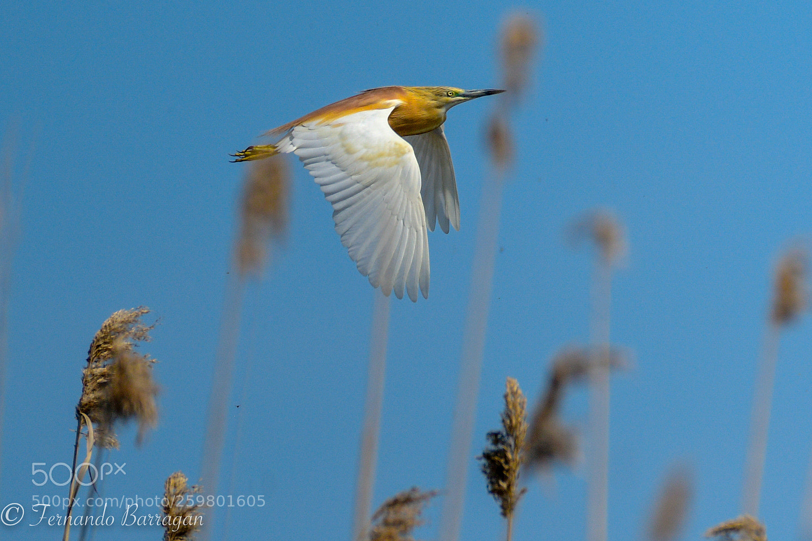 Nikon D500 sample photo. Garza cangrejera en vuelo photography