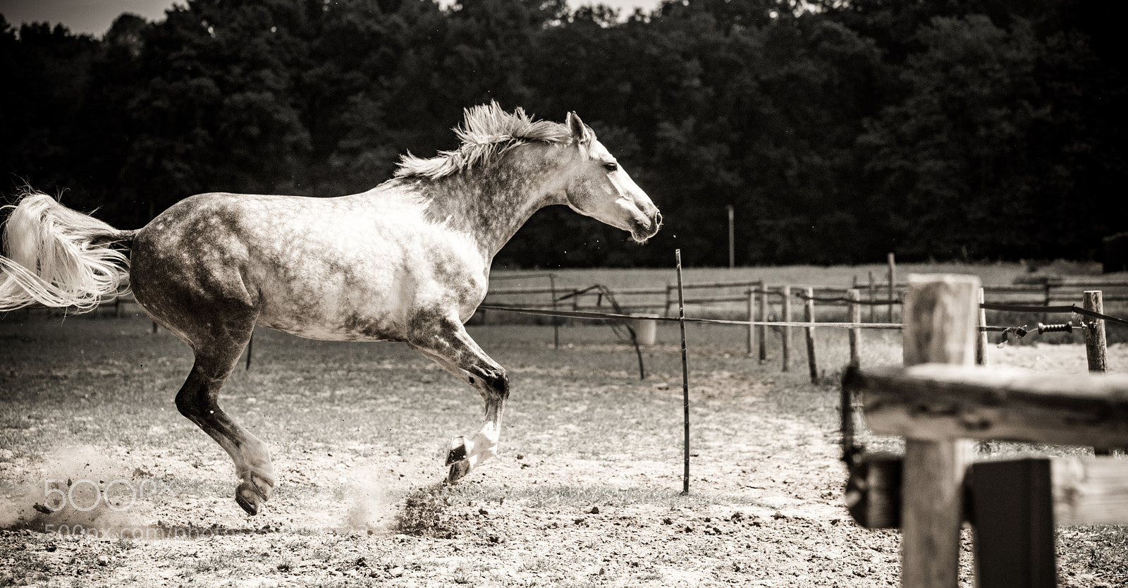 Nikon D750 sample photo. Zandora z en folie photography