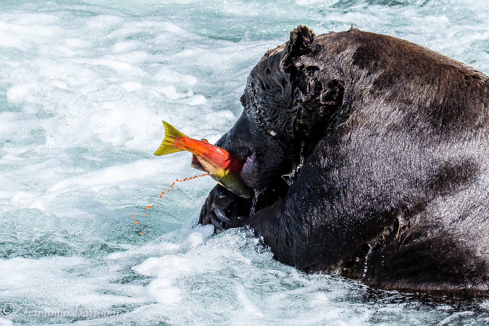 Nikon D7100 sample photo. Salmon desovando en boca photography
