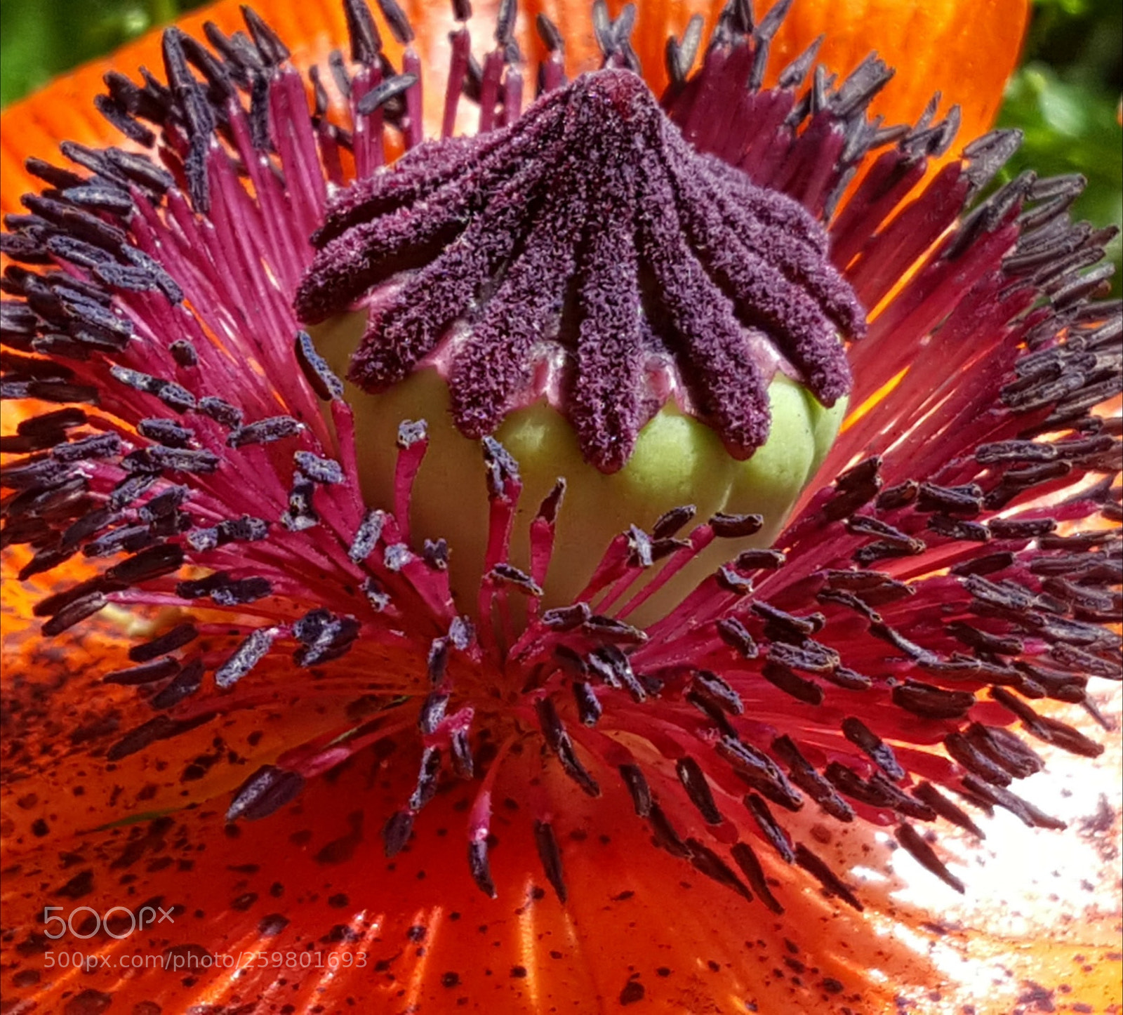 Samsung Galaxy S6 sample photo. Poppy head photography