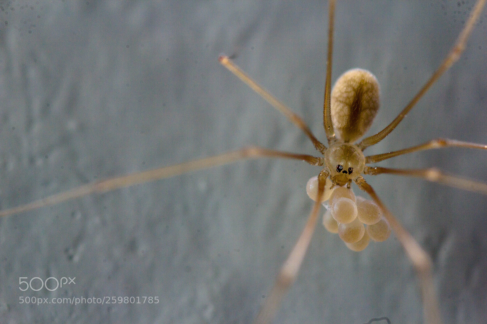 Canon EOS 60D sample photo. Buggy09: pregnant spider photography