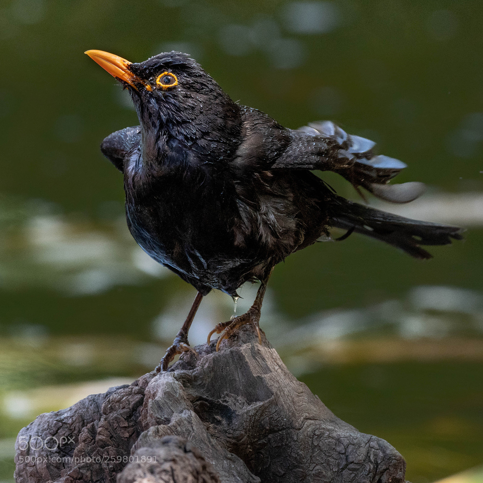 Nikon D500 sample photo. Wet blackbird photography