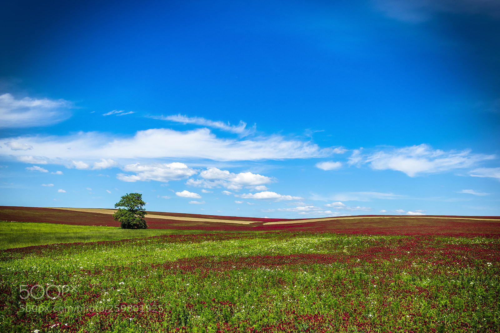Canon EOS 6D sample photo. Lonely tree in red photography