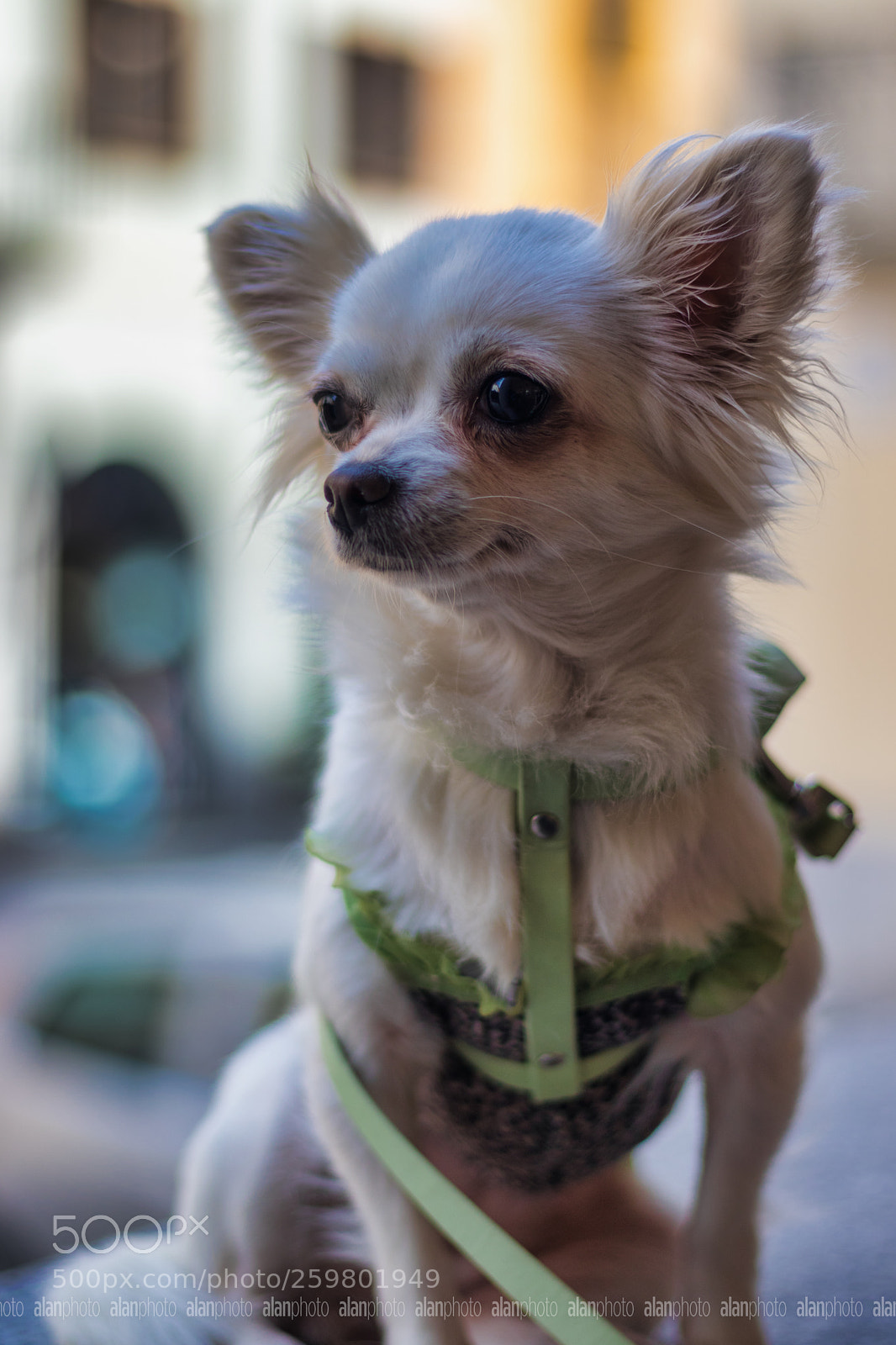 Canon EOS 800D (EOS Rebel T7i / EOS Kiss X9i) sample photo. Chloè photography