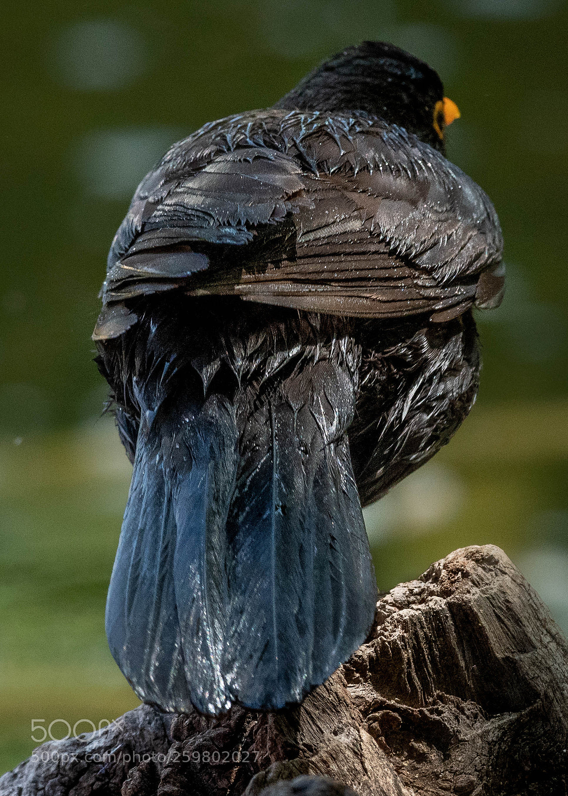Nikon D500 sample photo. Wet blackbird back details photography