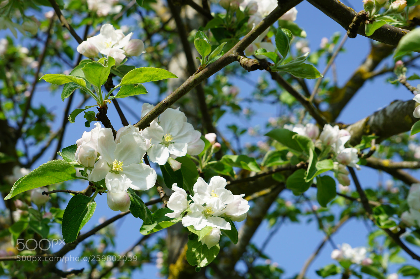 Sony a6000 sample photo. Apfelbaumblüten photography