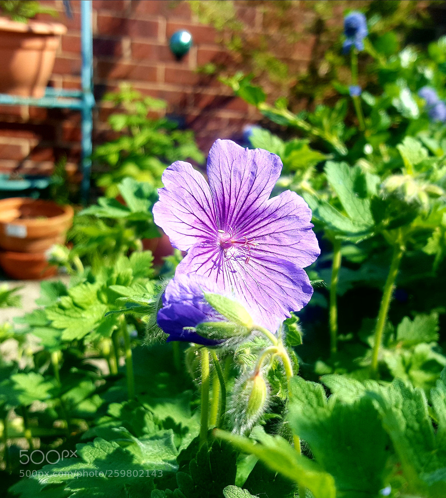 Samsung GALAXY S6 edge sample photo. Summer flower blue. photography