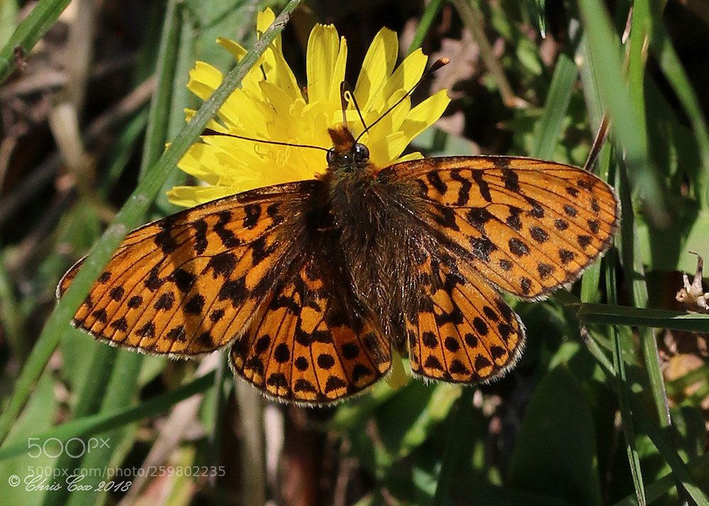 Canon EOS 7D Mark II sample photo. Pearl-bordered fritillary. photography