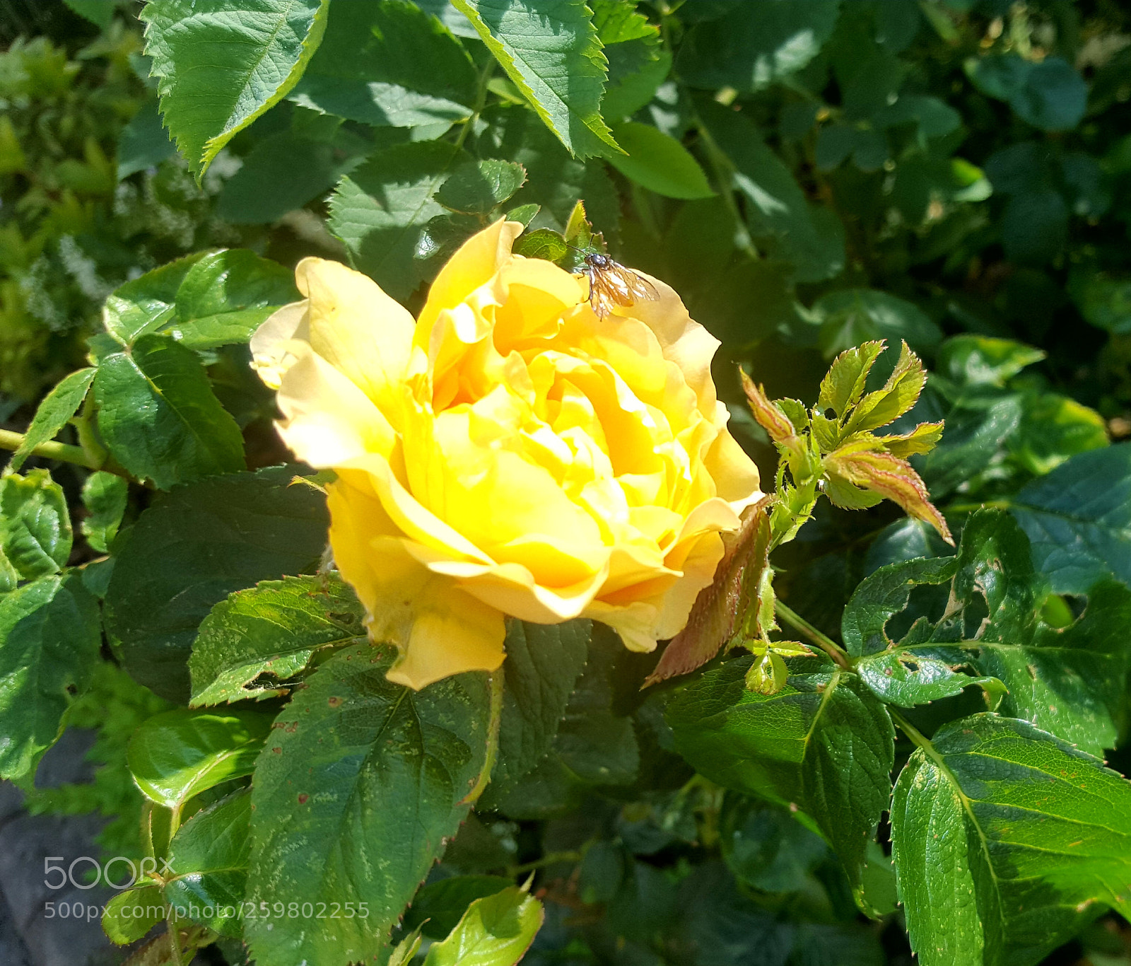 Samsung GALAXY S6 edge sample photo. Yellow rose. photography